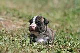 AMSTAFF  PUPPIES 215